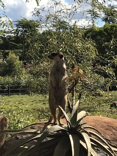 c82c6c40-159f-4c90-bbd6-049121b1af3d