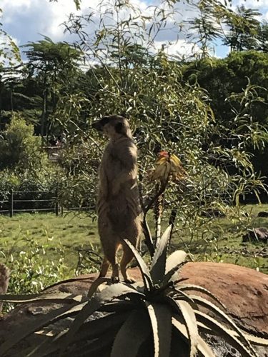 d8c0b3f9-1726-419d-8987-af52b185a0b9