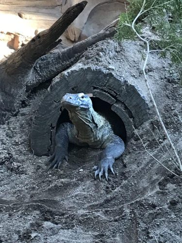 e4555631-14ef-45a2-9b11-dd17233058bc