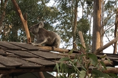 344A2A2C-423E-49A2-ACA0-49BF00FE0A01