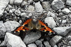 CF58E3C4-7DC5-4836-AD1F-1590402FED3F