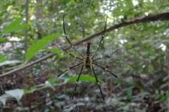 Spinne Tartain Waterfall