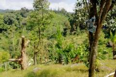 Weg zum Tartain Waterfall