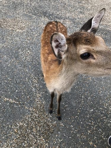 2c5d0cbf-ffda-450a-a54e-1063eae6ee51