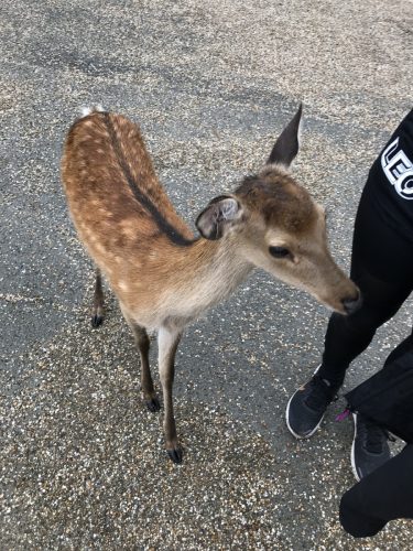 e5c33b69-7772-404b-ad86-179336a30e37