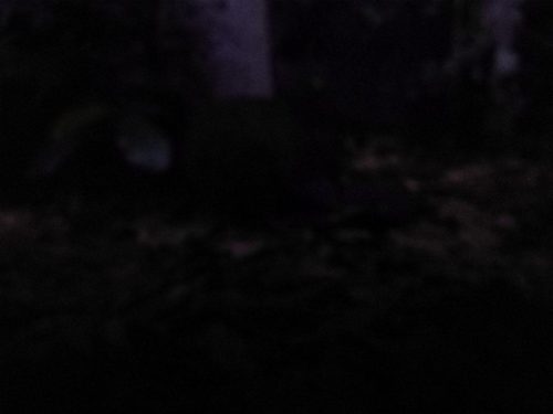 1 img 20190728 134836