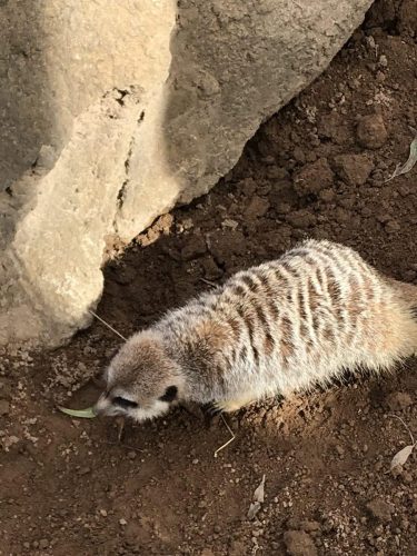 6ce447b0-8668-4c8a-ba4d-59d21b67cbee