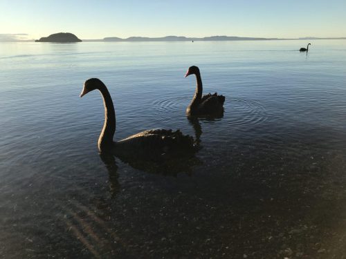 a63a0db5-ee86-4e33-8bb7-9897c841119d