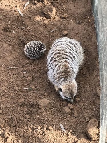 a860e2ab-a884-4c7c-99d8-849381571a3c