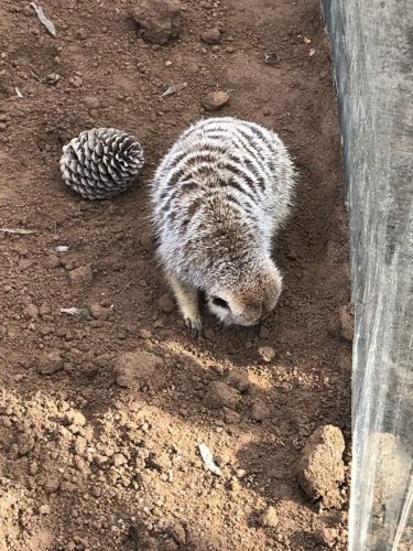 e9cfe6f2-a0da-4927-b2d5-ac38cbf6675f