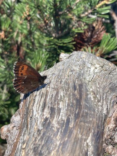 1399f1b4-d6d3-4a99-b504-3aba5f79b246