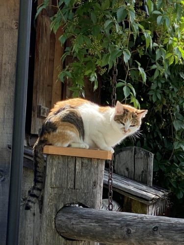 1531a47c-2025-49c8-b71a-5a82d123e7d7