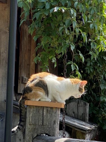 2123571c-f82b-41eb-8c21-95c32770d8a1