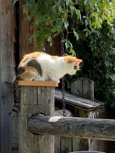 21afb39c-5295-4a4a-ae32-a659eea21064