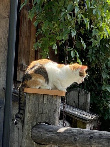 33f93ef9-7b93-4ada-afed-355f79864bc6