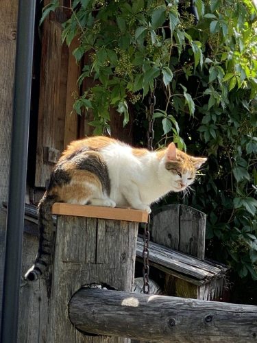 6695d08f-b2fc-4bd4-8d2f-1bda4a558cda