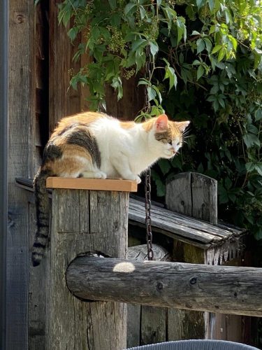 951d0bc0-f8f7-499f-b2f2-1b1219442374