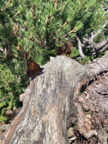 a8052697-e5cf-490c-b16c-28887275dd84