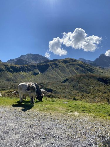 1a8e6907-2364-416b-bd7c-f0ca4bf0c477