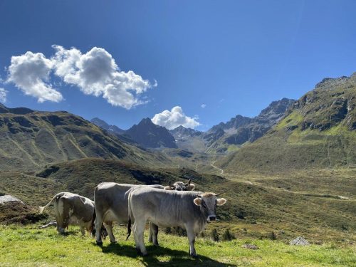 7a9197bf-dbd4-4ddc-80ee-84717a3aaf52