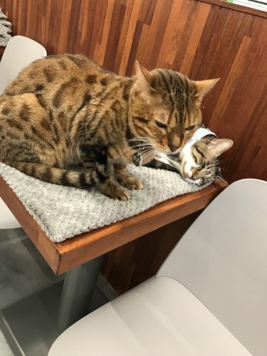 1ff8f4e2-d0a2-436f-8d89-cbd84740b159