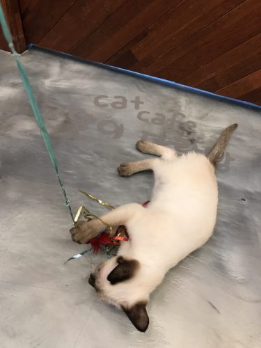 92f64774-0dc9-43fd-8862-747579a7fa76