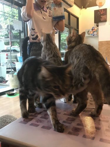 53a38248-c880-4e0f-8ea2-ac95a3235fc6