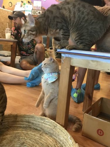 cfd369d2-ea62-4a92-bbb4-dc52087dfa3e