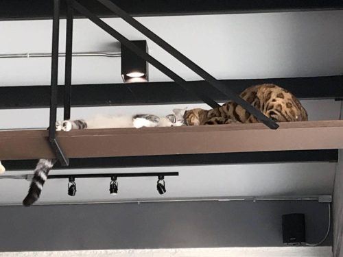 10f64218-7ac5-411e-9112-16d3fa8c68c2