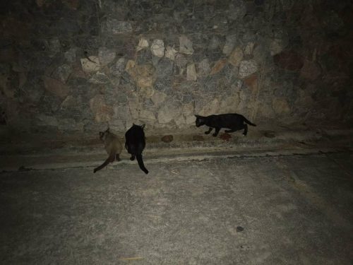 52bbac36-072e-46f7-9208-bb84a5e53611